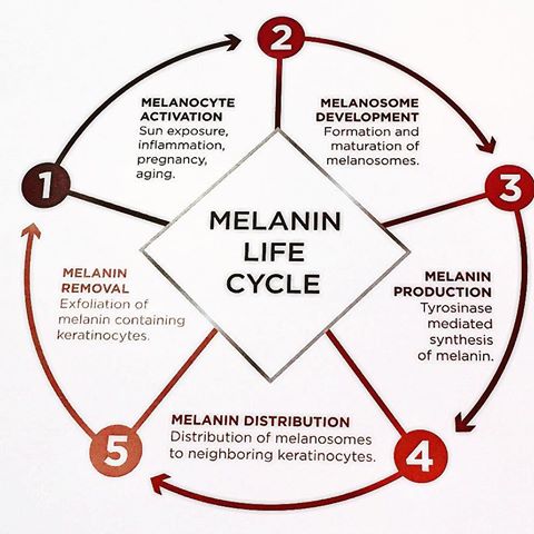 Melanin Life Cycle